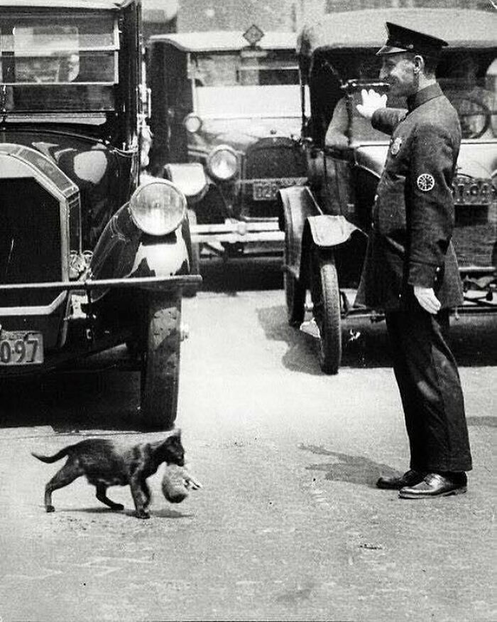 Police officer directing traffic in early 20th century with vintage cars and a cat crossing the street, history facts image.