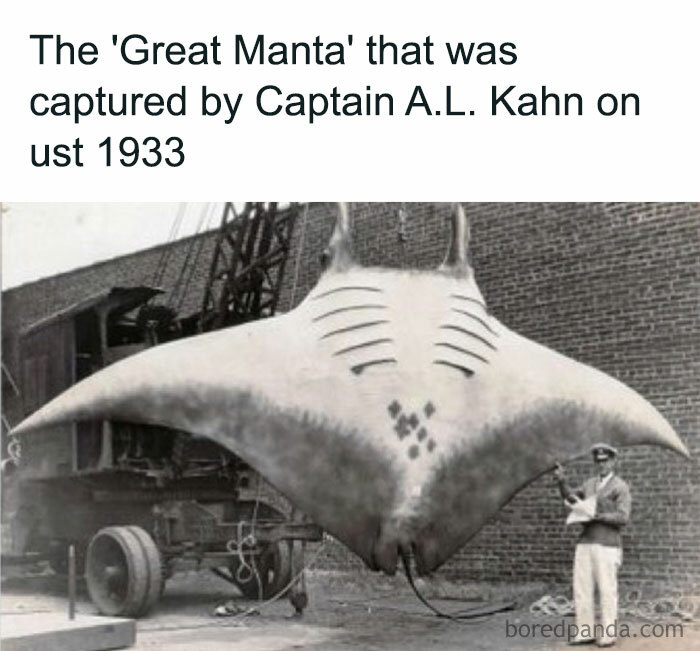 Vintage black and white photo of a giant manta ray caught in 1933 illustrating creepy facts and pictures.