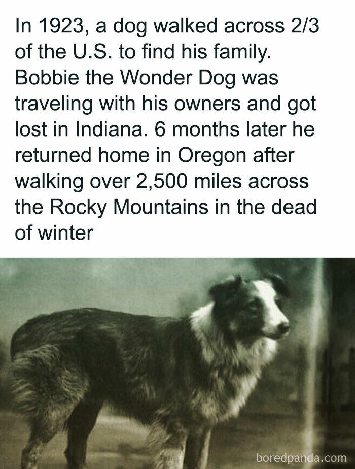 Black and white photo of Bobbie the Wonder Dog, known for walking 2,500 miles through Rocky Mountains in winter, creepy facts.