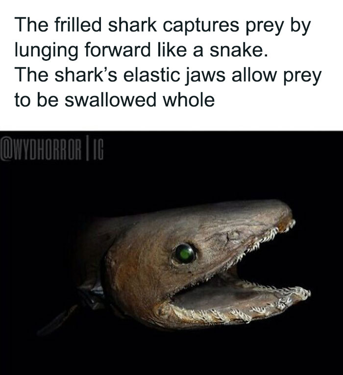 Frilled shark with elastic jaws open wide, showing creepy features from random creepy facts and pics content.