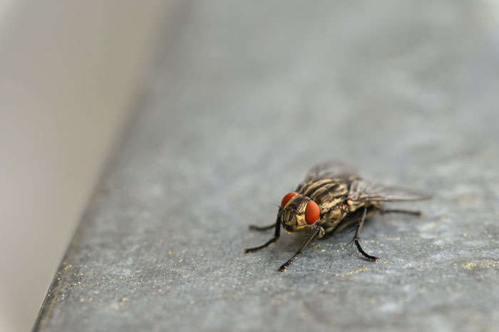 Close-up of a fly on a gray surface illustrating new facts about insects and nature discoveries.