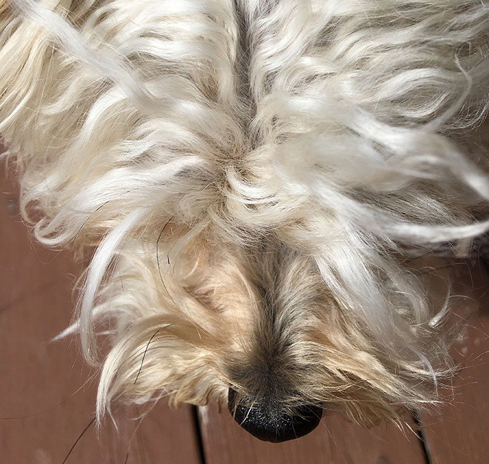 Close-up of a dog's nose and curly fur, illustrating one of the new facts people were delighted to learn and share.