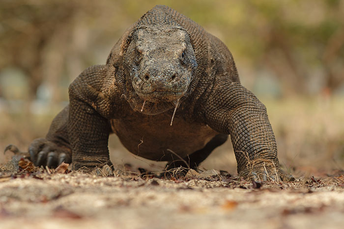 Close-up of a Komodo dragon on dry forest ground, showcasing new facts about this unique reptile species.