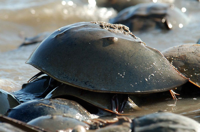 Horseshoe crab on wet sand, showcasing new facts about this ancient marine species in its natural habitat.