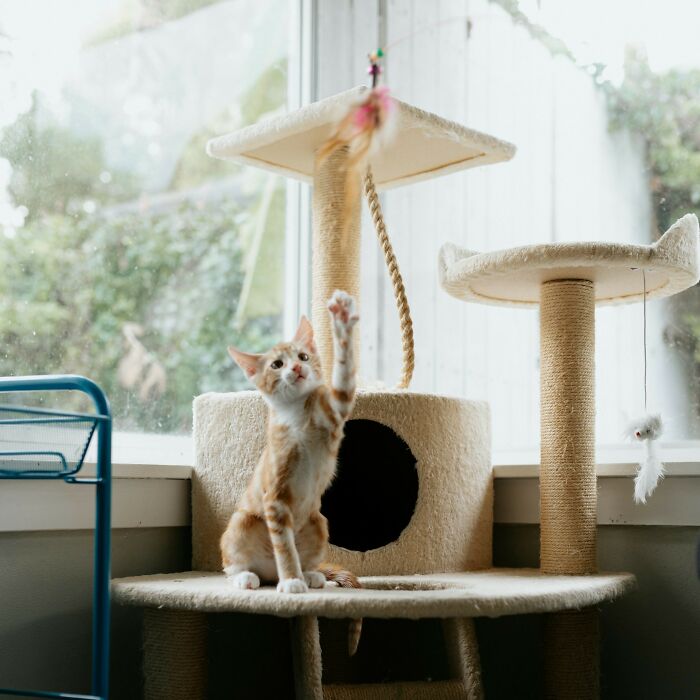 Orange and white cat playing on a beige cat tree near a window, illustrating unique wedding registry items concept.