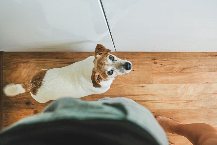 Small brown and white dog looking up while sitting on wood floor showing common downsides of having a dog pet.