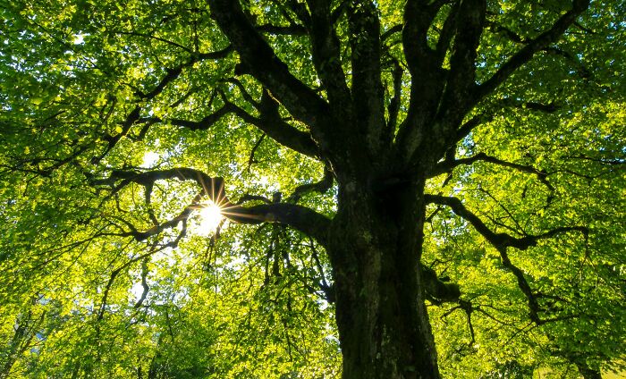Sunlight shining through lush green leaves of a large tree, symbolizing bits of good news and hope in nature.