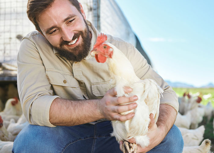 Man smiling and holding a white chicken on a farm with chickens and a clear blue sky in the background, nature scene Man smiling and holding a white chicken on a farm with chickens and a clear blue sky in the background, nature scene