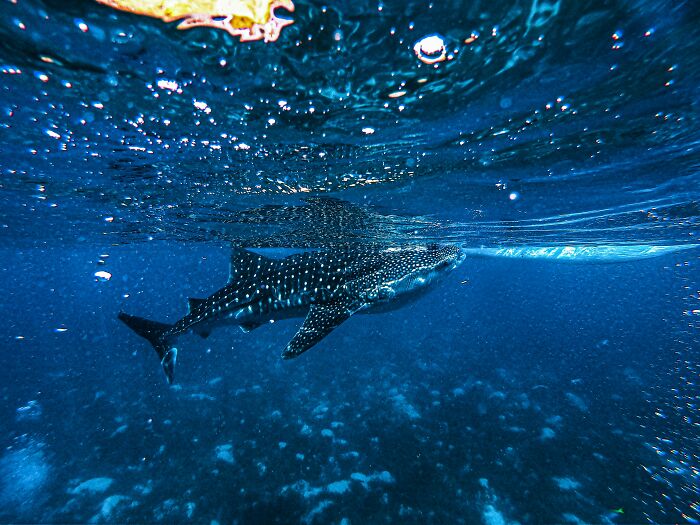 Whale shark swimming underwater near the surface, highlighting totally safe things that people can’t stop freaking out about.