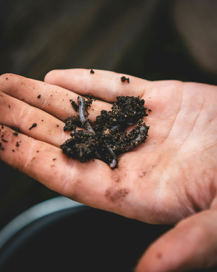 Man Develops &lsquo;Pork Worms&rsquo; In His Brain After Common Bacon Habit