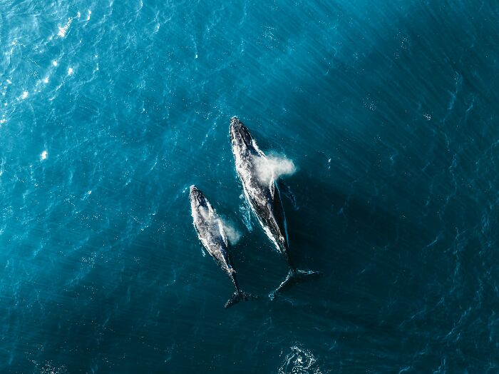 Two whales swimming in clear blue ocean water, symbolizing good news and positive moments in nature.