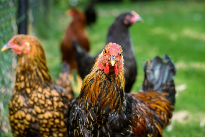 Close-up of chickens in a backyard setting, illustrating unexpected and gross things witnessed in strangers’ homes.