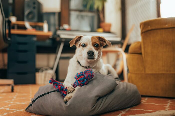 Small dog resting on a pillow with a chew toy in a cozy living room highlighting downsides of having a dog as a pet.