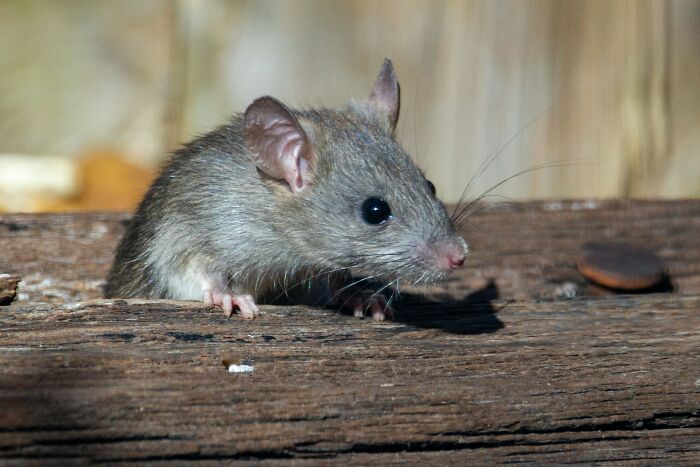 Close-up of a small mouse on wooden surface representing creepy and disturbing things police officers saw at homes.
