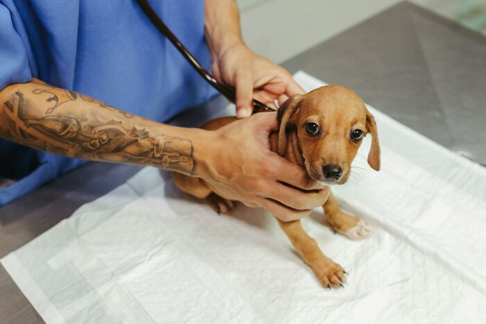 Person with tattooed arm examining a small brown puppy at the vet, highlighting challenges of having dogs as pets.