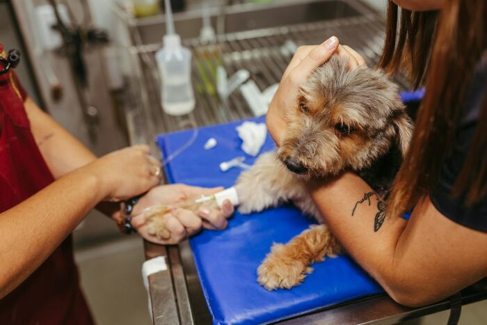 Small dog receiving an injection at a veterinary clinic, highlighting challenges of having a dog as a pet.