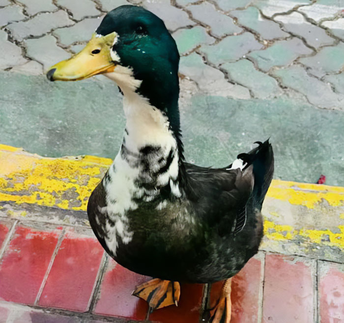 Celebrity duck Free Juan standing near a curb, sparking mass support after removal from popular location.
