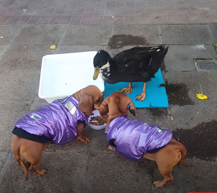 Celebrity duck interacting with two small dogs wearing purple jackets on a sidewalk, highlighting free Juan mass support.