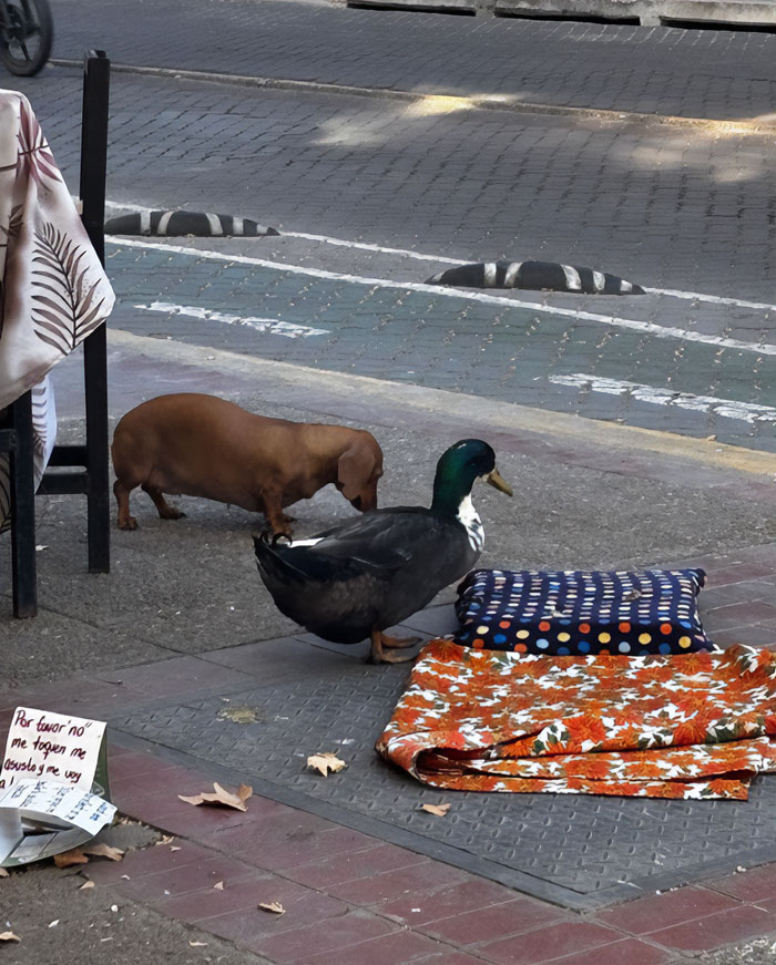 Celebrity duck and small brown dog near cushions on a city sidewalk, symbolizing support for Free Juan campaign.