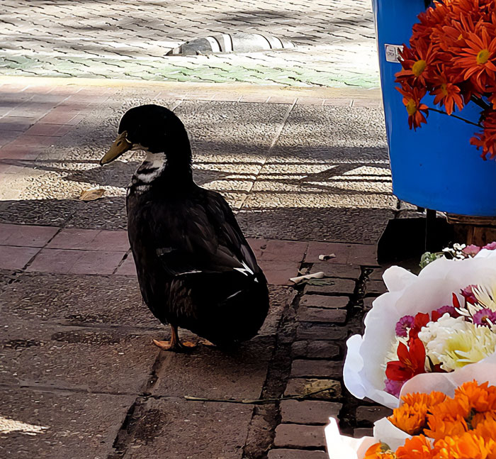 Celebrity duck standing near colorful flower bouquets on pavement, capturing the essence of Free Juan support movement.