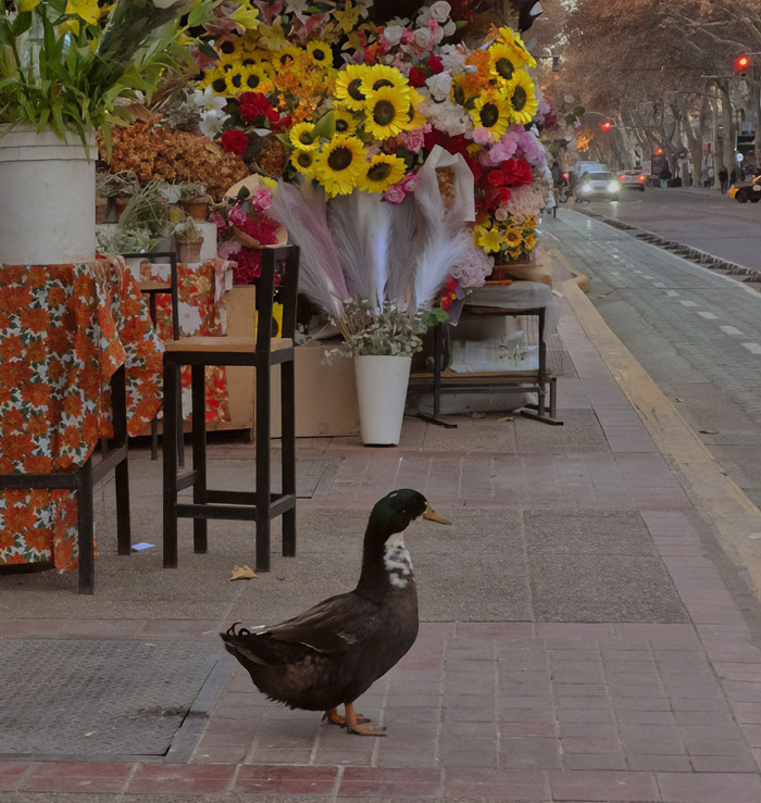 Celebrity duck Free Juan standing on a sidewalk near flower stalls, drawing mass support after removal from location