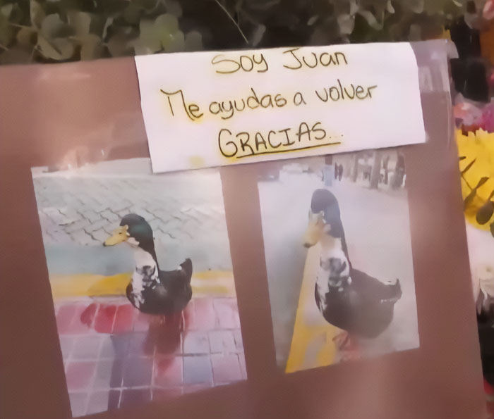 Photo collage of a celebrity duck named Juan with a sign asking for help to return, highlighting Free Juan support campaign.