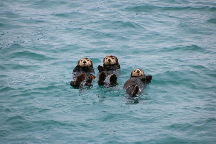 Three sea otters floating on water illustrating odd and funny names for groups of animals in nature.