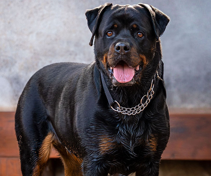 Rottweiler dog with shiny black coat and a metal chain collar standing against a neutral background.