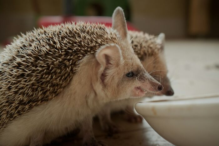 Two hedgehogs close together indoors, illustrating odd and funny names for groups of animals that sound like a joke.