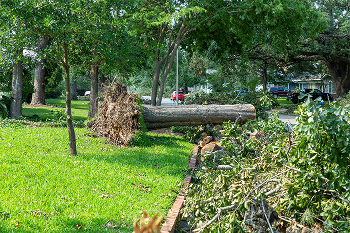Uprooted tree fallen on lawn and sidewalk after storm damage in a neighborhood near Boston Marathon route. - 11