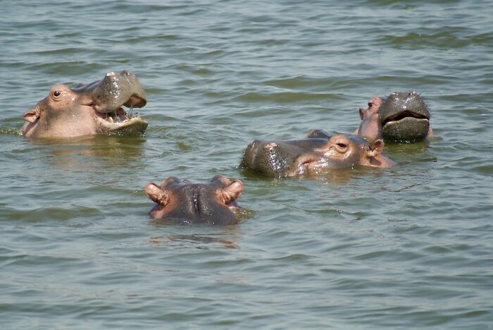 A group of hippos partially submerged in water, illustrating odd and funny names for groups of animals.