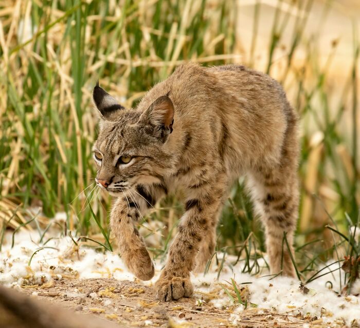 Bobcat cautiously prowling near tall grass, illustrating chilling true stories about the scariest sounds heard at night.