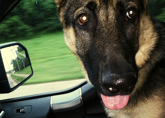 German Shepherd dog looking out the passenger side of a truck, reflecting safety during truck drivers' road encounters.