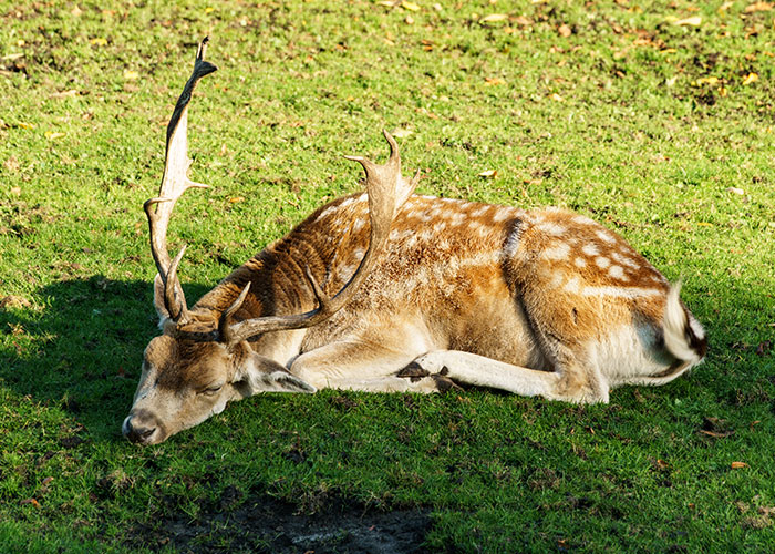 Deer resting on grass in sunlight, unrelated to truck drivers sharing terrifying road encounters.