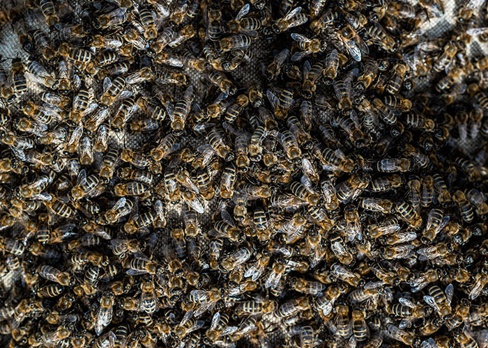 Close-up of a dense swarm of bees covering a honeycomb, illustrating a terrifying road encounter for truck drivers.