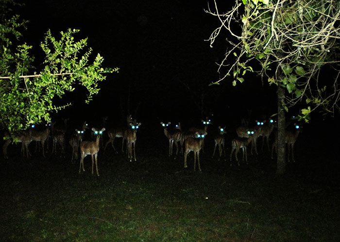 Herd of deer with glowing eyes standing in the dark, illustrating terrifying road encounters truck drivers face at night.