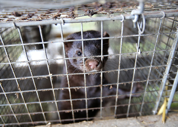 Mink inside a metal cage at a fur farm, illustrating an unusual subject for truck drivers' terrifying road encounters.