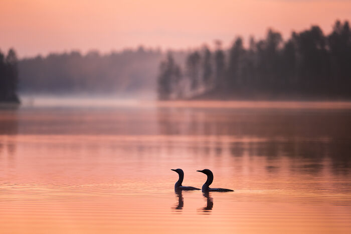 Two birds swimming calmly on a lake at sunset during a beautiful northern wild encounter in nature.