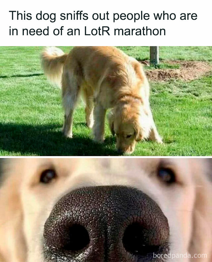 Golden retriever sniffing grass in a meme about needing a Lord of the Rings marathon for movie fans.