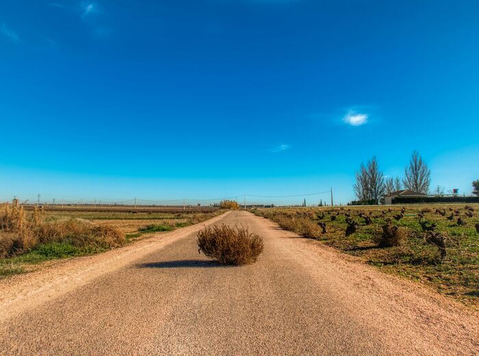 Tumbleweed in the middle of a rural road under clear blue sky, illustrating strange money-making hacks outdoors.