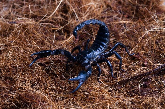 Black scorpion on brown fibrous ground representing bizarre reasons employees skipped their work day.