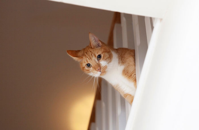 Orange and white cat peeking through stair railing after handyman installs new cat flap in the home.