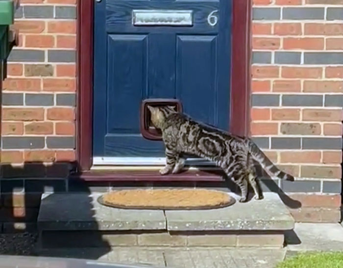 Tabby cat exploring a newly installed cat flap on a blue front door of a brick house during daytime.