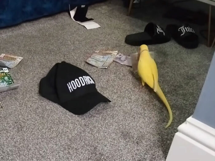 Yellow talking parrot near cash and black cap in a room, linked to footage of illicit training and gang operation bust. Yellow talking parrot near cash and black cap in a room, linked to footage of illicit training and gang operation bust.