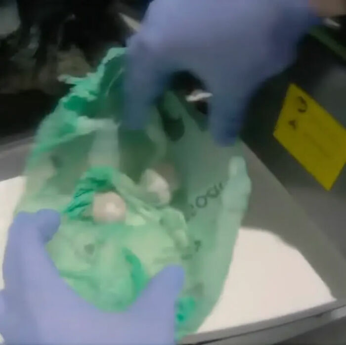 Law enforcement wearing gloves inspecting a green bag containing suspicious items during a talking parrot gang bust operation. Law enforcement wearing gloves inspecting a green bag containing suspicious items during a talking parrot gang bust operation.