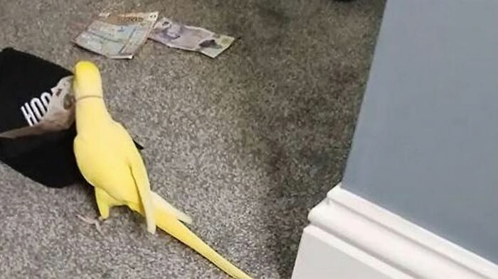 Yellow talking parrot on carpet near money and a black hat, linked to viral footage of illicit gang operation training. Yellow talking parrot on carpet near money and a black hat, linked to viral footage of illicit gang operation training.