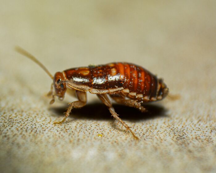 Close-up of a reddish cockroach on a surface, illustrating one of the grossest unexpected things witnessed in strangers’ homes.