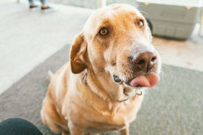 Golden Labrador dog sticking out its tongue indoors, illustrating challenges of having a dog as a pet.