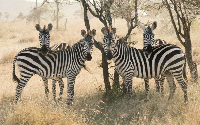 A group of zebras standing together in a dry grassy area illustrating odd and funny animal group names.