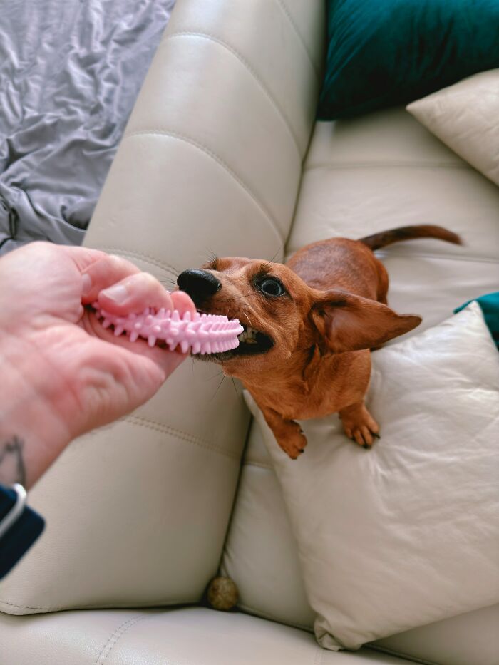 Small brown dog playing with a pink chew toy on a light leather couch, showing disturbing facts that don’t help to sleep.